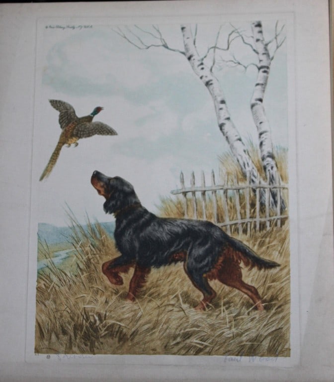 Paul Wood - Etching of a Setter c1935 (1 of 1)