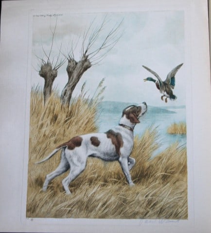 Paul Wood - Etching of a Setter c1935 (1 of 1)