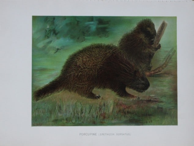Charles Lang - Rare lithograph of a porcupine 1903: This antique chromolithographic print by Charles Lang is from the Annual Report of the Commissioners of Fisheries, Game and Forests of the State of New York, published by J. B. Lyon Company, Albany, N
