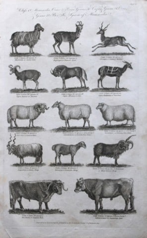 WH Hall - Engraving of Goats, Sheep, Cattle etc 1788 (1 of 1)