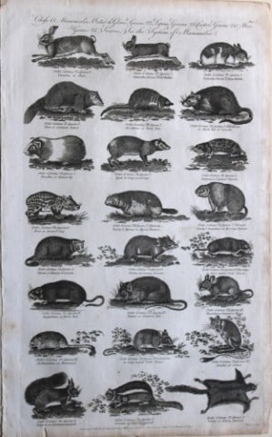 WH Hall - Engraving of Rabbits, Squirrels and Rodents 1788 (1 of 1)