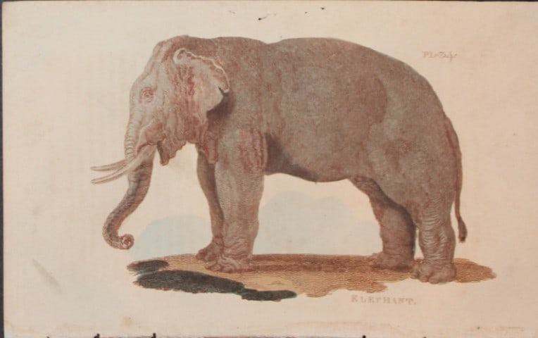 Brightly - Engraving of an Elephant 1811: This copperplate engraving is from The Natural History of Quadrupeds, and Cetaceous Animals by various authors. Published by Brightly and Co, Bungay 1811.Size: 8in x 5in (20cm x 13cm)