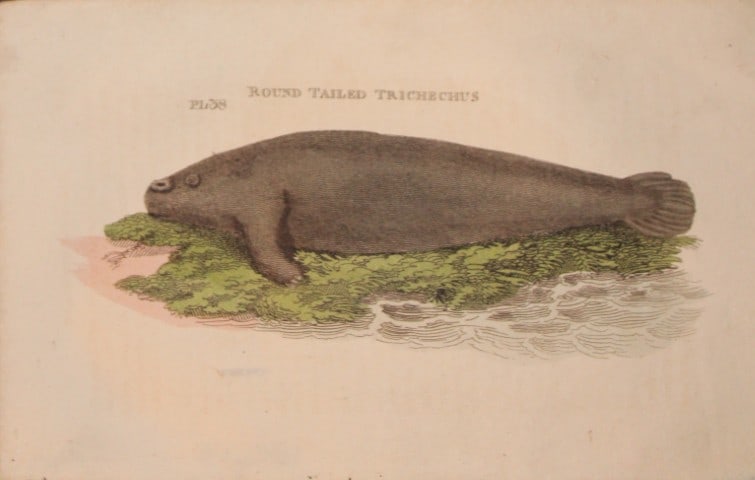 Brightly - Engraving of a Round Tailed Trichechus 1811: This copperplate engraving is from The Natural History of Quadrupeds, and Cetaceous Animals by various authors. Published by Brightly and Co, Bungay 1811.Size: 8in x 5in (20cm x 13cm)