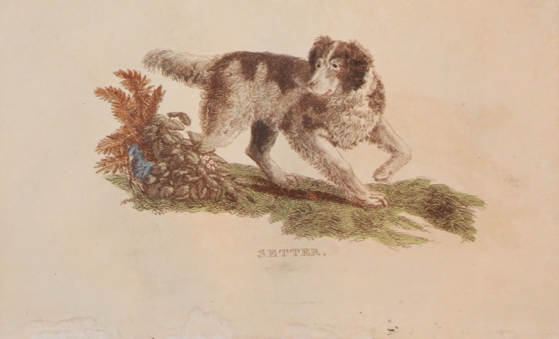 Brightly - Engraving of a Setter 1811: This copperplate engraving is from The Natural History of Quadrupeds, and Cetaceous Animals by various authors. Published by Brightly and Co, Bungay 1811.Size: 8in x 5in (20cm x 13cm)