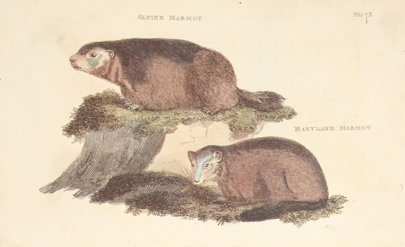 Brightly - Engraving of an Alpine Marmot and Maryland Marmot 1811: This copperplate engraving is from The Natural History of Quadrupeds, and Cetaceous Animals by various authors. Published by Brightly and Co, Bungay 1811.Size: 8in x 5in (20cm x 13cm)