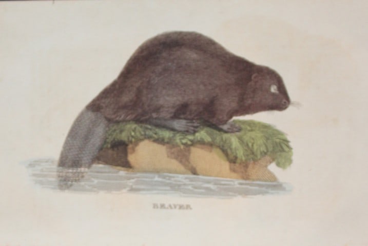 Brightly - Engraving of a Beaver 1811: This copperplate engraving is from The Natural History of Quadrupeds, and Cetaceous Animals by various authors. Published by Brightly and Co, Bungay 1811.Size: 8in x 5in (20cm x 13cm)