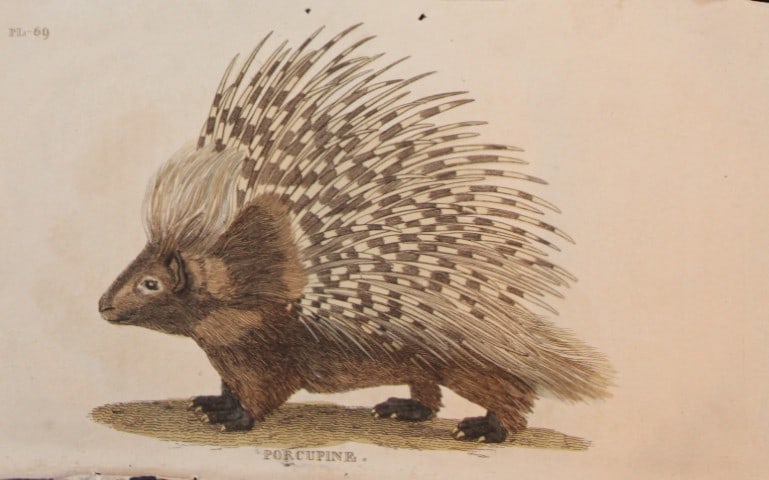 Brightly - Engraving of a Porcupine 1811: This copperplate engraving is from The Natural History of Quadrupeds, and Cetaceous Animals by various authors. Published by Brightly and Co, Bungay 1811.Size: 8in x 5in (20cm x 13cm)