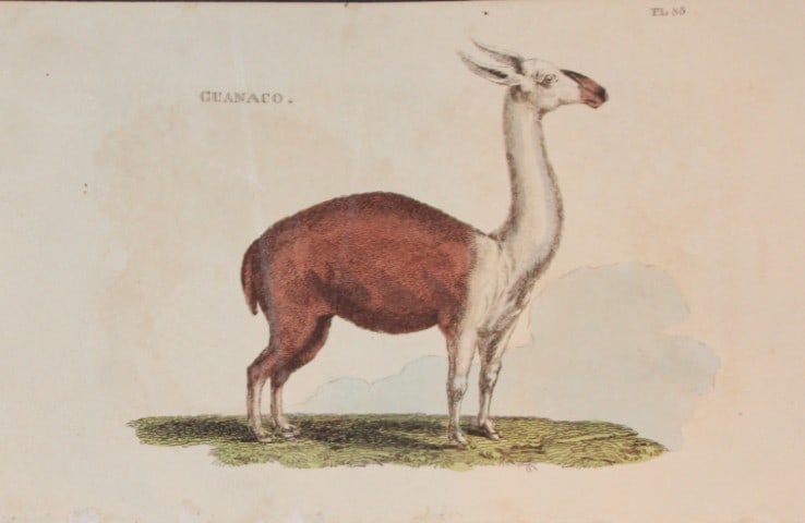 Brightly - Engraving of a Guanaco 1811: This copperplate engraving is from The Natural History of Quadrupeds, and Cetaceous Animals by various authors. Published by Brightly and Co, Bungay 1811.Size: 8in x 5in (20cm x 13cm)