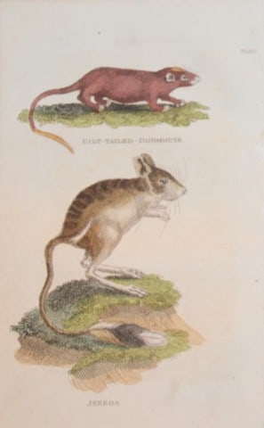 Brightly - Engraving of a Gilt Tailed Dormouse and Jerboa 1811: This copperplate engraving is from The Natural History of Quadrupeds, and Cetaceous Animals by various authors. Published by Brightly and Co, Bungay 1811.Size: 8in x 5in (20cm x 13cm)