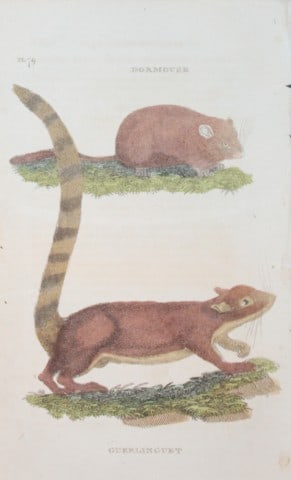 Brightly - Engraving of a Dormouse and Guerlinguet 1811: This copperplate engraving is from The Natural History of Quadrupeds, and Cetaceous Animals by various authors. Published by Brightly and Co, Bungay 1811.Size: 8in x 5in (20cm x 13cm)