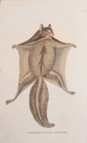 Brightly - Engraving of a Hooded Flying Squirrel 1811: This copperplate engraving is from The Natural History of Quadrupeds, and Cetaceous Animals by various authors. Published by Brightly and Co, Bungay 1811.Size: 8in x 5in (20cm x 13cm)