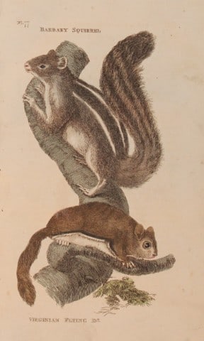 Brightly - Engraving of Barbary and Virginian Flying Squirrels 1811: This copperplate engraving is from The Natural History of Quadrupeds, and Cetaceous Animals by various authors. Published by Brightly and Co, Bungay 1811.Size: 8in x 5in (20cm x 13cm)