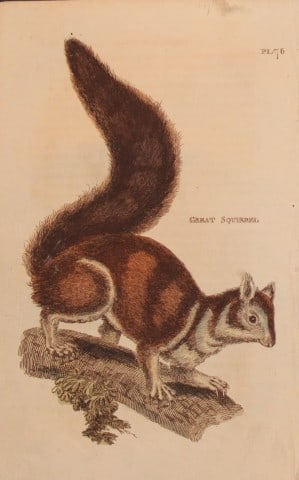 Brightly - Engraving of a Great Squirrel 1811: This copperplate engraving is from The Natural History of Quadrupeds, and Cetaceous Animals by various authors. Published by Brightly and Co, Bungay 1811.Size: 8in x 5in (20cm x 13cm)