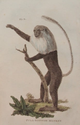 Brightly - Engraving of a Full Bottom Monkey 1811: This copperplate engraving is from The Natural History of Quadrupeds, and Cetaceous Animals by various authors. Published by Brightly and Co, Bungay 1811.Size: 8in x 5in (20cm x 13cm)