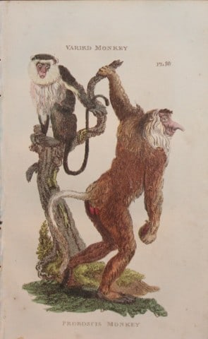 Brightly - Engraving of Varied and Proboscis Monkeys 1811: This copperplate engraving is from The Natural History of Quadrupeds, and Cetaceous Animals by various authors. Published by Brightly and Co, Bungay 1811.Size: 8in x 5in (20cm x 13cm)