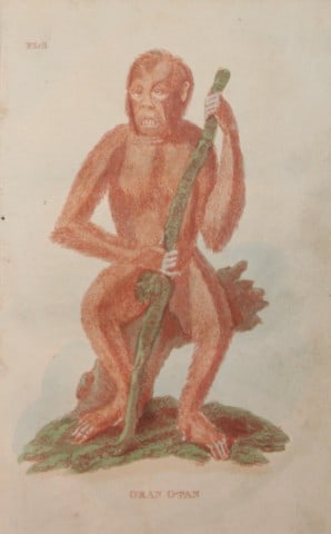 Brightly - Engraving of an Orang Utan 1811: This copperplate engraving is from The Natural History of Quadrupeds, and Cetaceous Animals by various authors. Published by Brightly and Co, Bungay 1811.Size: 8in x 5in (20cm x 13cm)