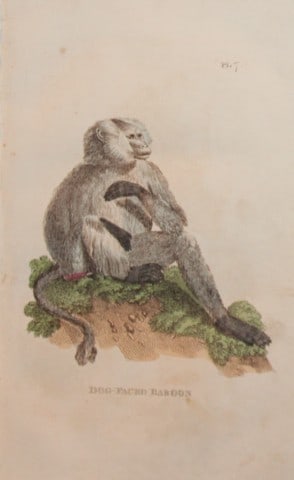 Brightly - Engraving of a Dog Faced Baboon 1811: This copperplate engraving is from The Natural History of Quadrupeds, and Cetaceous Animals by various authors. Published by Brightly and Co, Bungay 1811.Size: 8in x 5in (20cm x 13cm)