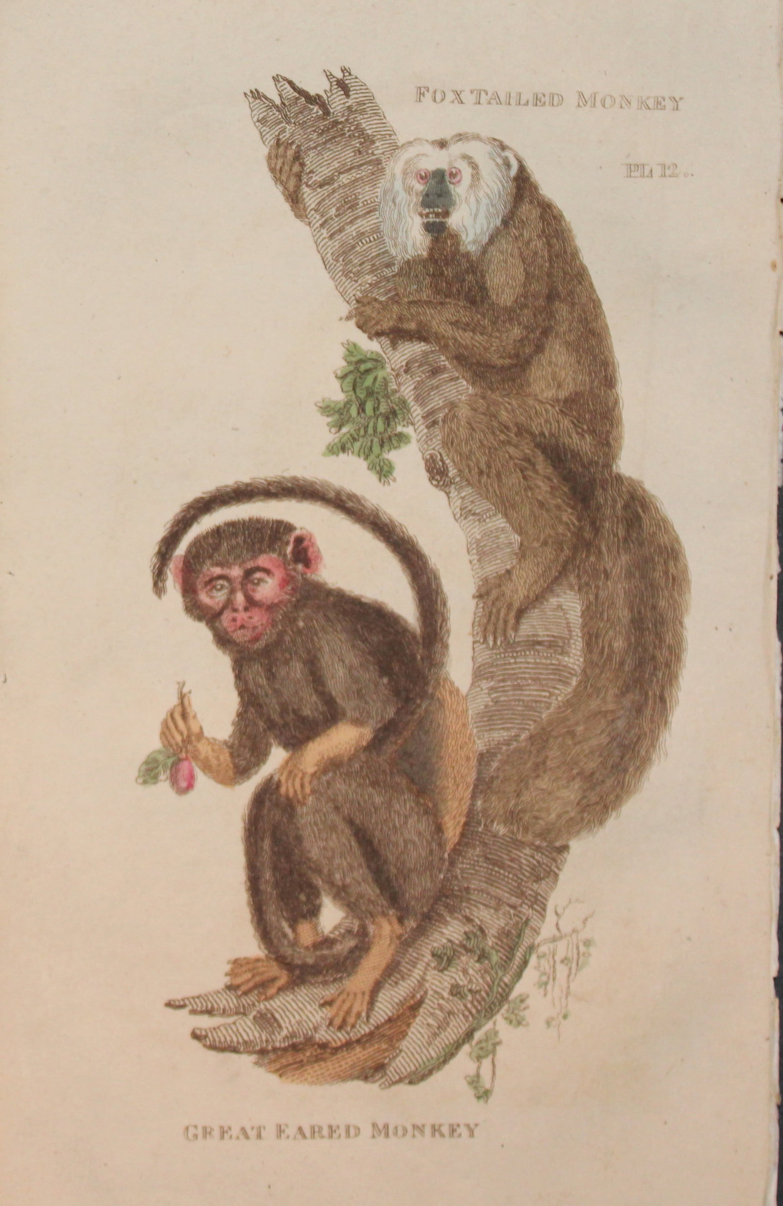 Brightly - Engraving of Fox Tailed and Great Eared Monkeys 1811: This copperplate engraving is from The Natural History of Quadrupeds, and Cetaceous Animals by various authors. Published by Brightly and Co, Bungay 1811.Size: 8in x 5in (20cm x 13cm)