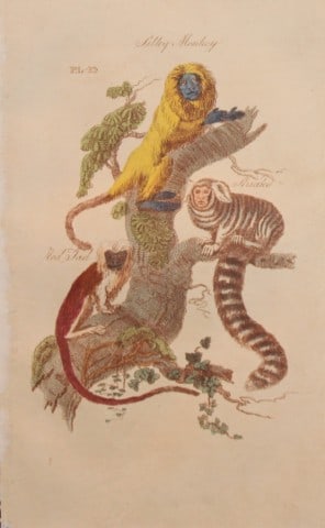 Brightly - Engraving of Silky, Striated and Red Tail Monkeys 1811: This copperplate engraving is from The Natural History of Quadrupeds, and Cetaceous Animals by various authors. Published by Brightly and Co, Bungay 1811.Size: 8in x 5in (20cm x 13cm)