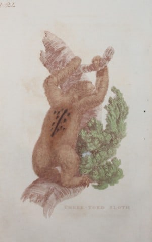 Brightly - Engraving of a Three Toed Sloth 1811: This copperplate engraving is from The Natural History of Quadrupeds, and Cetaceous Animals by various authors. Published by Brightly and Co, Bungay 1811.Size: 8in x 5in (20cm x 13cm)