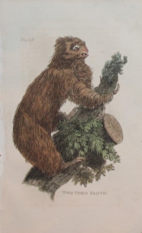 Brightly - Engraving of a Two Toed Sloth 1811: This copperplate engraving is from The Natural History of Quadrupeds, and Cetaceous Animals by various authors. Published by Brightly and Co, Bungay 1811.Size: 8in x 5in (20cm x 13cm)