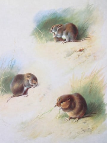 A Thorburn - Print of Field, Bank and Orkney Voles 1920: This original antique print is from British Mammals by Archibald Thorburn. Published by Longmans, Green and Co. 39 Paternoster Row, London, 1920. This chromolithograph is after a painting by the Scott