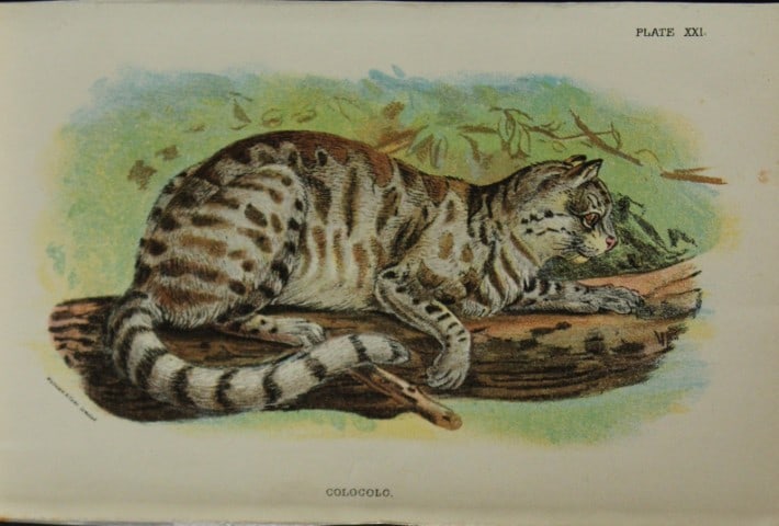 Richard Lydekker - Colocolo 1896: Colour plate by Richard Lydekker and lithographed by Wymans from Lloyd's Natural History Series. Published by Edward Lloyd 1896.Size: approx. 7in x 4.75in (18cm x 12cm)