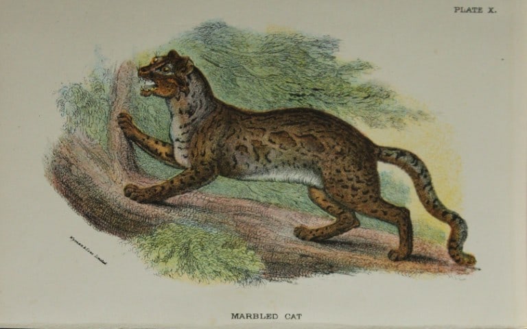 Richard Lydekker - Marbled Cat 1896: Colour plate by Richard Lydekker and lithographed by Wymans from Lloyd's Natural History Series. Published by Edward Lloyd 1896.Size: approx. 7in x 4.75in (18cm x 12cm)