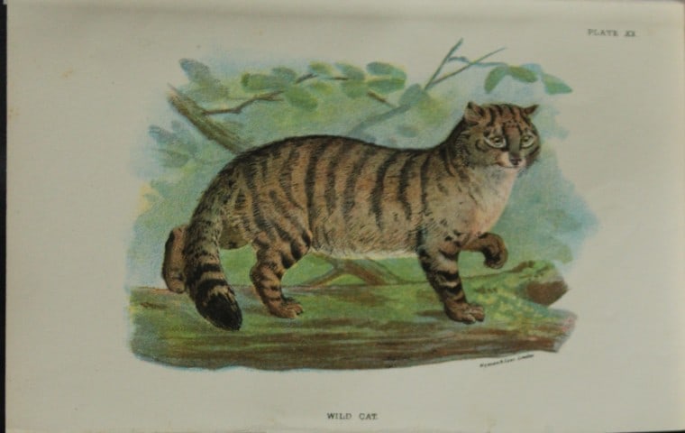 Richard Lydekker - Wild Cat 1896: Colour plate by Richard Lydekker and lithographed by Wymans from Lloyd's Natural History Series. Published by Edward Lloyd 1896.Size: approx. 7in x 4.75in (18cm x 12cm)