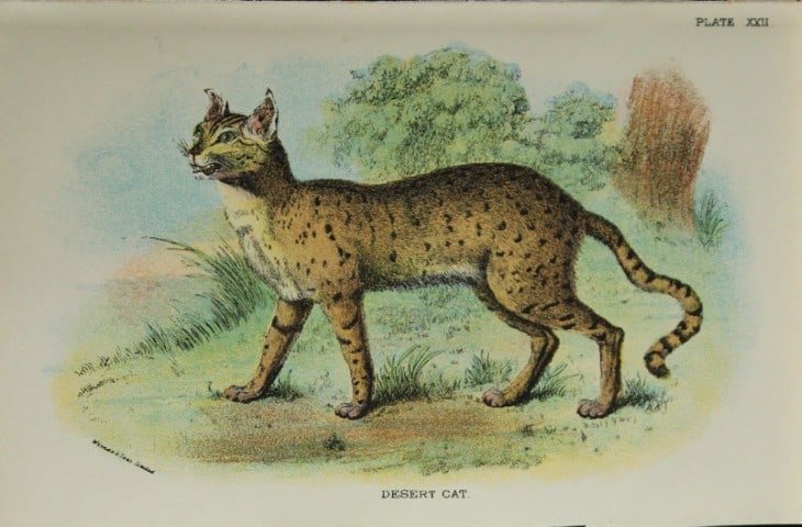 Richard Lydekker - Desert Cat 1896: Colour plate by Richard Lydekker and lithographed by Wymans from Lloyd's Natural History Series. Published by Edward Lloyd 1896.Size: approx. 7in x 4.75in (18cm x 12cm)