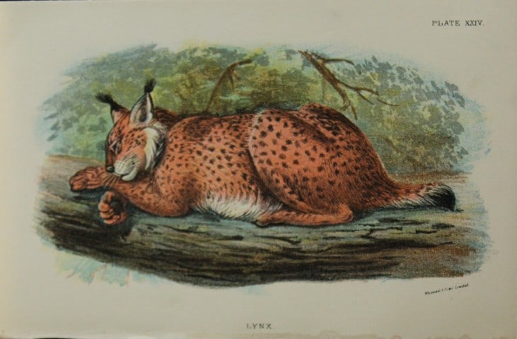 Richard Lydekker - Lynx 1896: Colour plate by Richard Lydekker and lithographed by Wymans from Lloyd's Natural History Series. Published by Edward Lloyd 1896.Size: approx. 7in x 4.75in (18cm x 12cm)