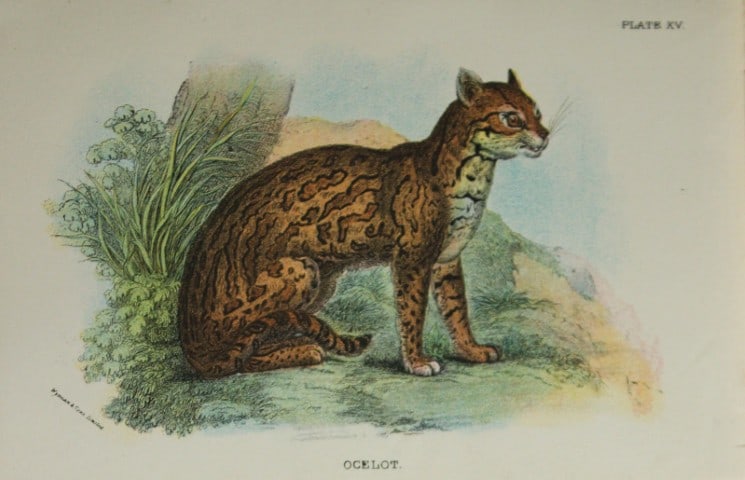 Richard Lydekker - Ocelot 1896: Colour plate by Richard Lydekker and lithographed by Wymans from Lloyd's Natural History Series. Published by Edward Lloyd 1896.Size: approx. 7in x 4.75in (18cm x 12cm)