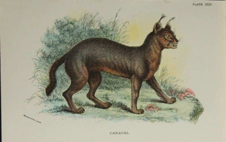 Richard Lydekker - Caracal 1896: Colour plate by Richard Lydekker and lithographed by Wymans from Lloyd's Natural History Series. Published by Edward Lloyd 1896.Size: approx. 7in x 4.75in (18cm x 12cm)
