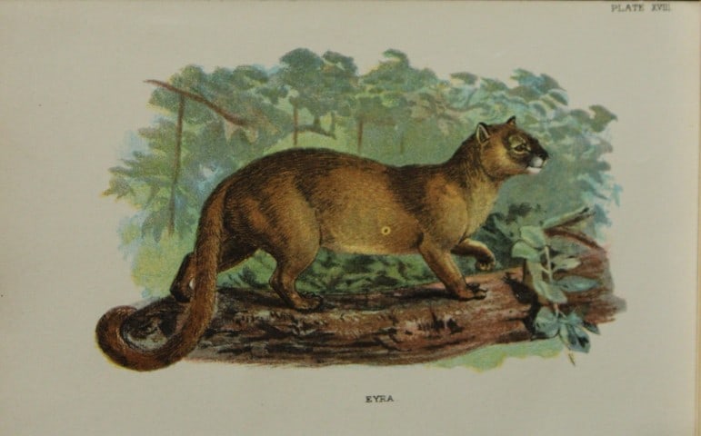 Richard Lydekker - Eyra 1896: Colour plate by Richard Lydekker and lithographed by Wymans from Lloyd's Natural History Series. Published by Edward Lloyd 1896.Size: approx. 7in x 4.75in (18cm x 12cm)