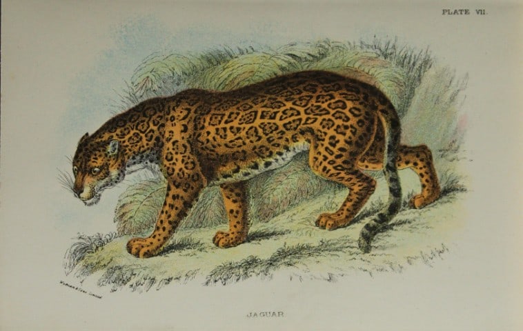 Richard Lydekker - Jaguar 1896: Colour plate by Richard Lydekker and lithographed by Wymans from Lloyd's Natural History Series. Published by Edward Lloyd 1896.Size: approx. 7in x 4.75in (18cm x 12cm)