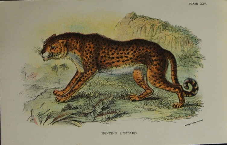 Richard Lydekker - Hunting Leopard 1896: Colour plate by Richard Lydekker and lithographed by Wymans from Lloyd's Natural History Series. Published by Edward Lloyd 1896.Size: approx. 7in x 4.75in (18cm x 12cm)