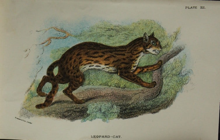 Richard Lydekker - Leopard-Cat 1896: Colour plate by Richard Lydekker and lithographed by Wymans from Lloyd's Natural History Series. Published by Edward Lloyd 1896.Size: approx. 7in x 4.75in (18cm x 12cm)