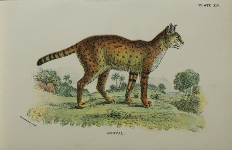 Richard Lydekker - Serval 1896: Colour plate by Richard Lydekker and lithographed by Wymans from Lloyd's Natural History Series. Published by Edward Lloyd 1896.Size: approx. 7in x 4.75in (18cm x 12cm)