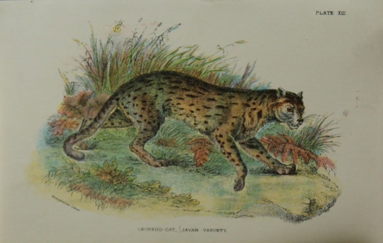 Richard Lydekker - Javan Leopard-Cat 1896: Colour plate by Richard Lydekker and lithographed by Wymans from Lloyd's Natural History Series. Published by Edward Lloyd 1896.Size: approx. 7in x 4.75in (18cm x 12cm)