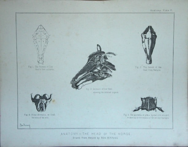Benjamin Herring - Lithograph of Anatomy of the Horse's Head 1895 (1 of 1)