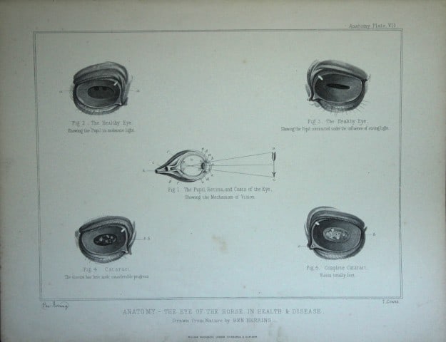 Benjamin Herring - Lithograph of Anatomy of the Horse's Eye 1895 (1 of 1)