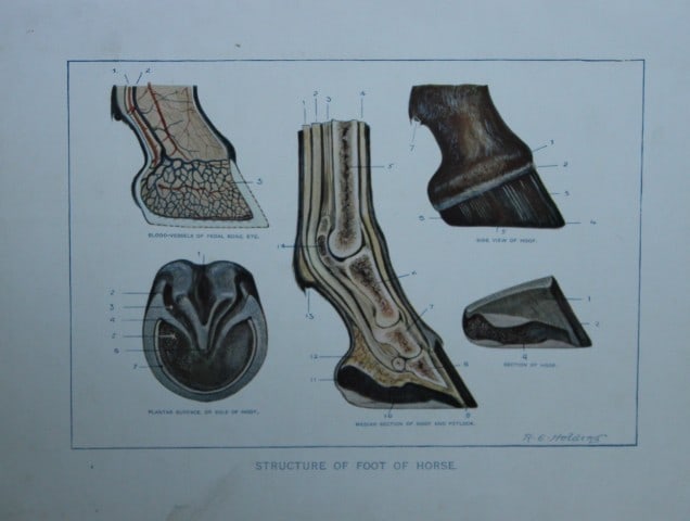 Benjamin Herring - Lithograph of the Structure of Foot of Horse 1895 (1 of 1)