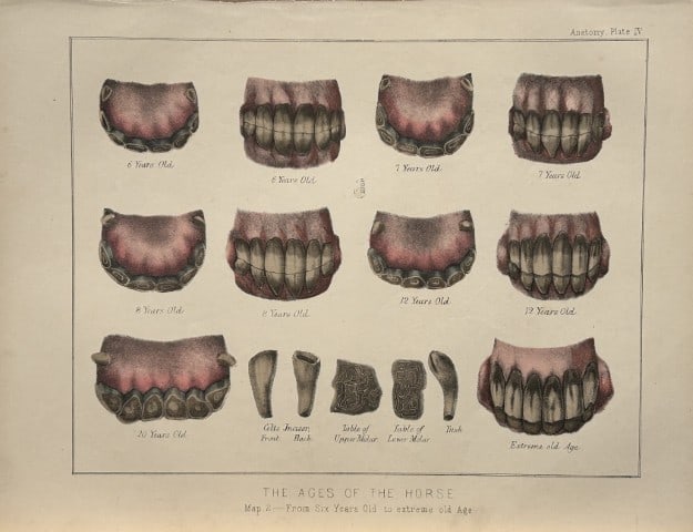 Benjamin Herring - Lithograph of the Ages of the Horse 1895 (1 of 1)