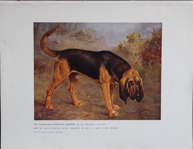 Chromolithograph of a Bloodhound after Lilian Cheviot 1907: This chromolithograph is from The New Book of the Dog by Robert Leighton, published by Cassell and Company, London 1907. A beautifully illustrated work on dogs by Robert Leighton, a Scottish writer wh