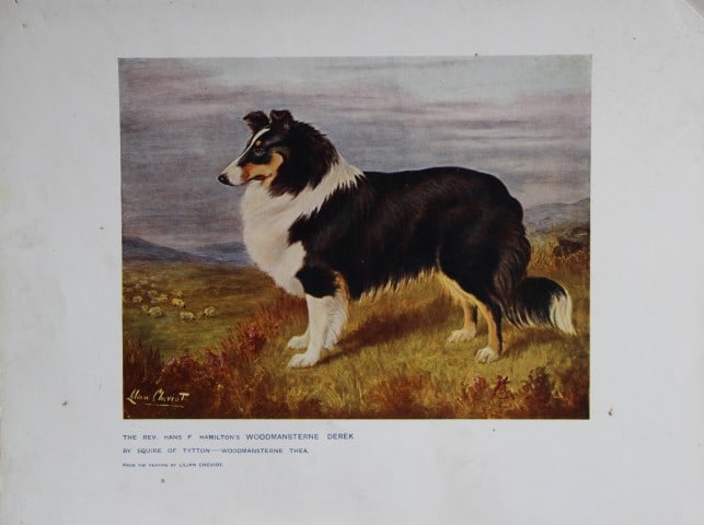 Chromolithograph of a Sheep Dog after Lilian Cheviot 1907: This chromolithograph is from The New Book of the Dog by Robert Leighton, published by Cassell and Company, London 1907. A beautifully illustrated work on dogs by Robert Leighton, a Scottish writer wh