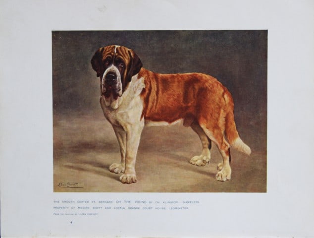 Chromolithograph of a St Bernard after Lilian Cheviot 1907: This chromolithograph is from The New Book of the Dog by Robert Leighton, published by Cassell and Company, London 1907. A beautifully illustrated work on dogs by Robert Leighton, a Scottish writer wh