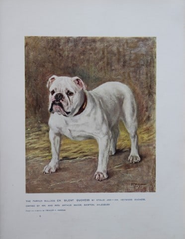 Chromolithograph of a Bulldog after Frances Fairman 1907: This chromolithograph is from The New Book of the Dog by Robert Leighton, published by Cassell and Company, London 1907. A beautifully illustrated work on dogs by Robert Leighton, a Scottish writer wh