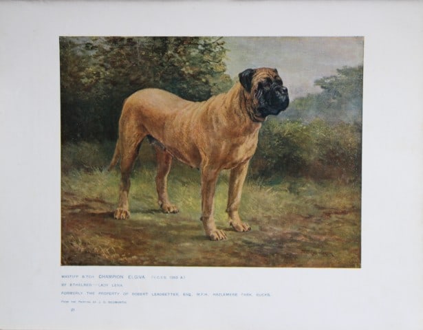 Chromolithograph of a Mastiff after J Bedworth 1907: This chromolithograph is from The New Book of the Dog by Robert Leighton, published by Cassell and Company, London 1907. A beautifully illustrated work on dogs by Robert Leighton, a Scottish writer wh