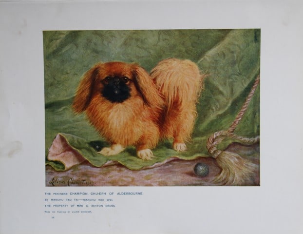 Chromolithograph of a Pekinese after Lilian Cheviot 1907: This chromolithograph is from The New Book of the Dog by Robert Leighton, published by Cassell and Company, London 1907. A beautifully illustrated work on dogs by Robert Leighton, a Scottish writer wh