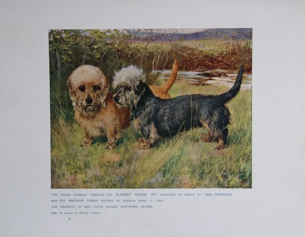 Chromolithograph of Dandie Dinmont Terriers after Arthur Wardle 1907: This chromolithograph is from The New Book of the Dog by Robert Leighton, published by Cassell and Company, London 1907. A beautifully illustrated work on dogs by Robert Leighton, a Scottish writer wh